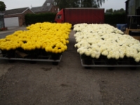 Blooms ready for market Blooms ready for market